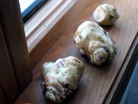 tuber 1